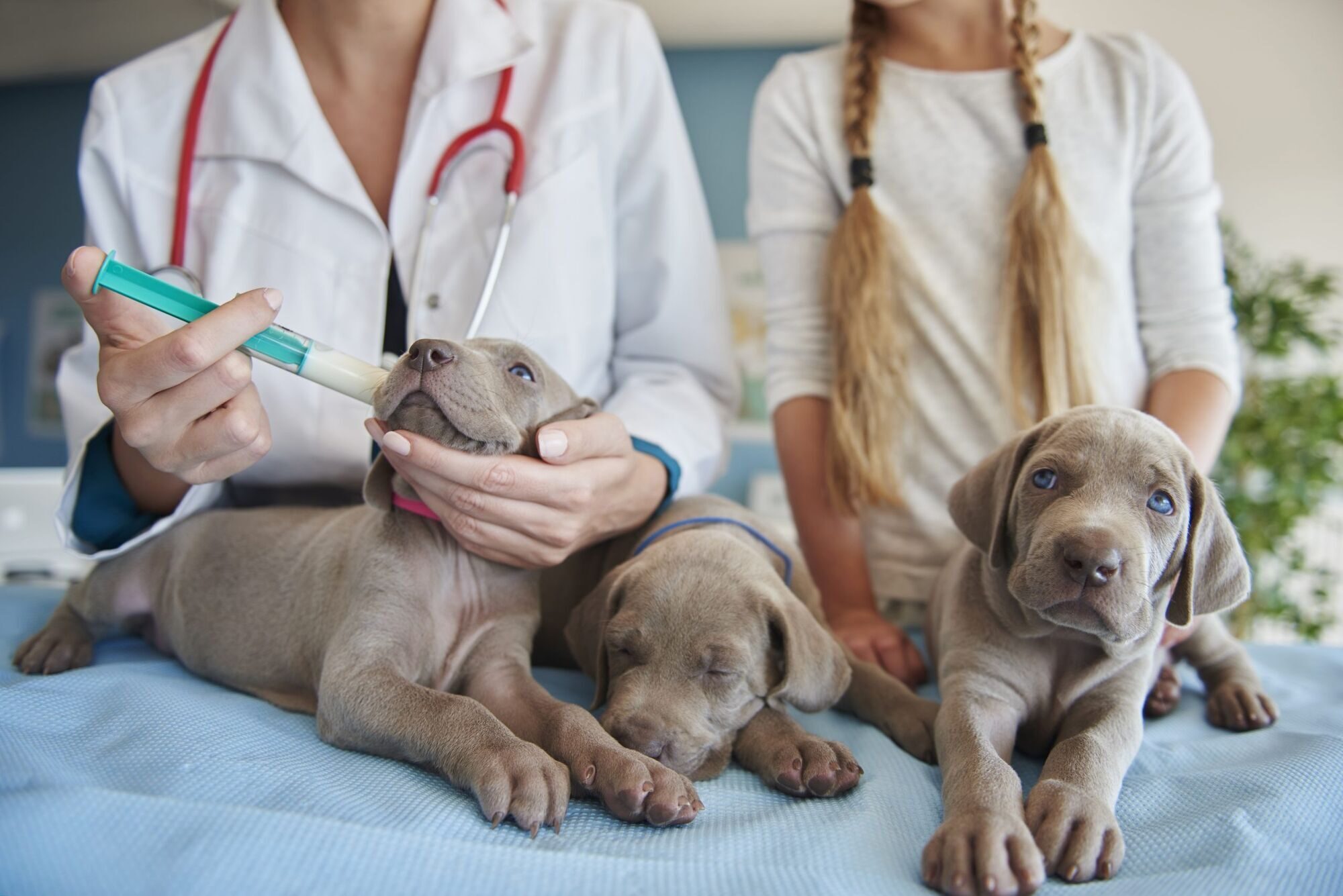 vet-giving-milk-puppies-scaled